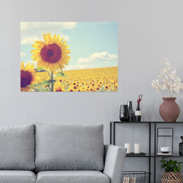Plakat Piękne Słoneczniki w słoneczny dzień