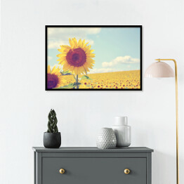 Plakat w ramie Piękne Słoneczniki w słoneczny dzień