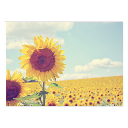 Plakat samoprzylepny Piękne Słoneczniki w słoneczny dzień