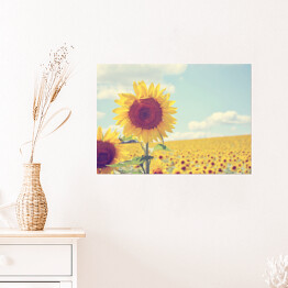Plakat samoprzylepny Piękne Słoneczniki w słoneczny dzień