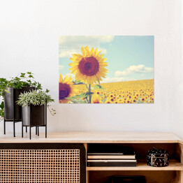 Plakat Piękne Słoneczniki w słoneczny dzień