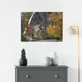 Plakat Wilk stojący na skalistym urwisku - jesień
