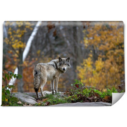 Fototapeta Wilk stojący na skalistym urwisku - jesień