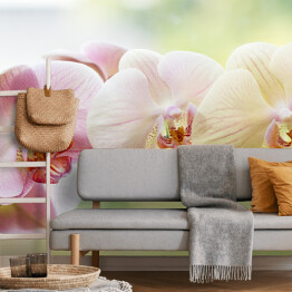 Fototapeta samoprzylepna Romantyczna kolorowa gałąż orchidei na tle w delikatnych kolorach