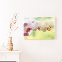 Obraz na płótnie Romantyczna kolorowa gałąż orchidei na tle w delikatnych kolorach