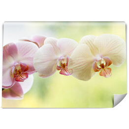 Fototapeta Romantyczna kolorowa gałąż orchidei na tle w delikatnych kolorach