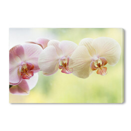 Obraz na płótnie Romantyczna kolorowa gałąż orchidei na tle w delikatnych kolorach