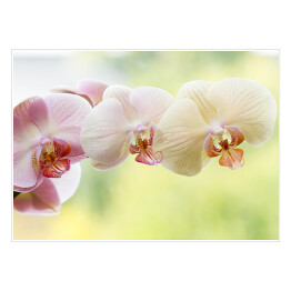Plakat Romantyczna kolorowa gałąż orchidei na tle w delikatnych kolorach