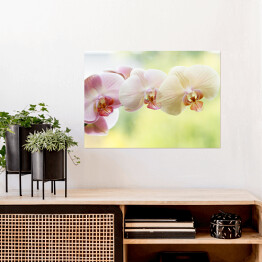 Plakat Romantyczna kolorowa gałąż orchidei na tle w delikatnych kolorach