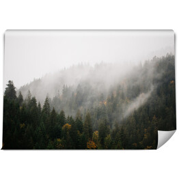 Fototapeta samoprzylepna Las z mgłą nad górami
