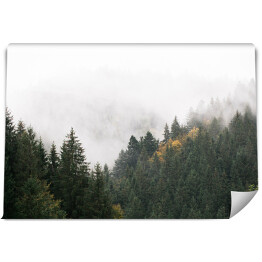 Fototapeta winylowa zmywalna Góry z jodłami pokryte mgłą