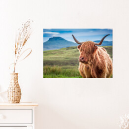 Plakat Owłosiona górska krowa w wyspie Skye, Szkocja