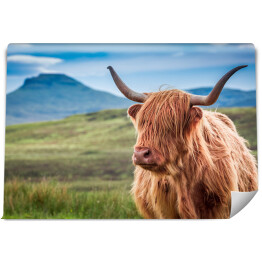 Fototapeta Owłosiona górska krowa w wyspie Skye, Szkocja