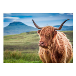 Plakat Owłosiona górska krowa w wyspie Skye, Szkocja