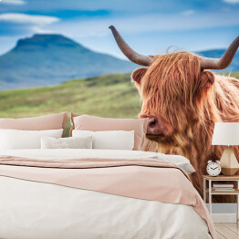 Fototapeta Owłosiona górska krowa w wyspie Skye, Szkocja