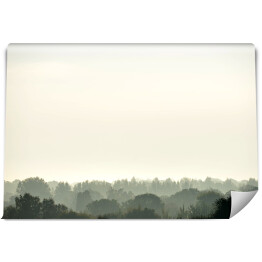 Fototapeta Wiecznie zielony las w śniegu i mgle
