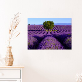 Plakat Drzewo na środku lawendowego pola, Valensole, Prowansja, Francja