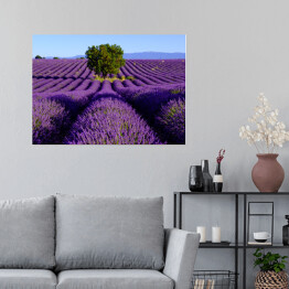 Plakat samoprzylepny Drzewo na środku lawendowego pola, Valensole, Prowansja, Francja