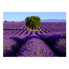 Plakat samoprzylepny Drzewo na środku lawendowego pola, Valensole, Prowansja, Francja