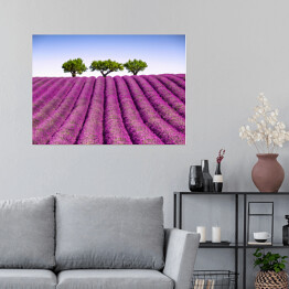 Plakat Lawendowe pole i drzewa w oddali, Prowansja, Francja