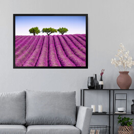 Obraz w ramie Lawendowe pole i drzewa w oddali, Prowansja, Francja