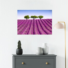Plakat samoprzylepny Lawendowe pole i drzewa w oddali, Prowansja, Francja