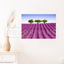 Plakat samoprzylepny Lawendowe pole i drzewa w oddali, Prowansja, Francja
