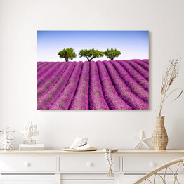 Obraz na płótnie Lawendowe pole i drzewa w oddali, Prowansja, Francja