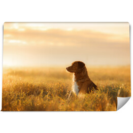 Fototapeta Pies siedzący na łące podziwiający zachód słońca