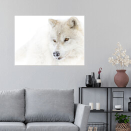 Plakat Arktyczny wilk w zimie
