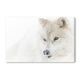 Obraz na płótnie Arktyczny wilk w zimie