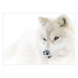 Plakat Arktyczny wilk w zimie