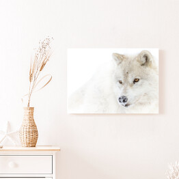 Obraz na płótnie Arktyczny wilk w zimie