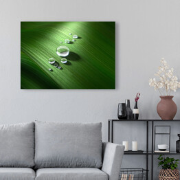 Obraz na płótnie Krople wody na zielonym liściu