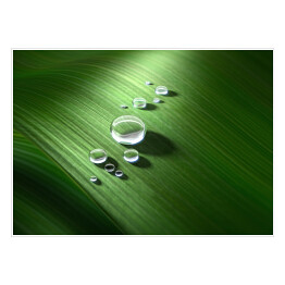 Plakat samoprzylepny Krople wody na zielonym liściu