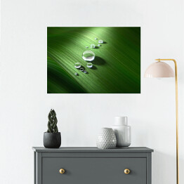 Plakat Krople wody na zielonym liściu