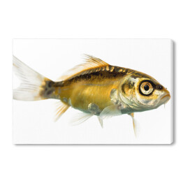 Boczny widok - duża ryba ze złotym okiem
