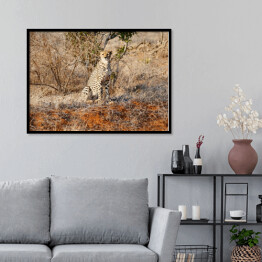 Plakat w ramie Gepard wypatrujący zdobyczy