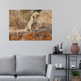 Plakat Gepard wypatrujący zdobyczy