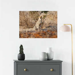 Plakat Gepard wypatrujący zdobyczy