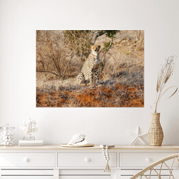 Plakat samoprzylepny Gepard wypatrujący zdobyczy
