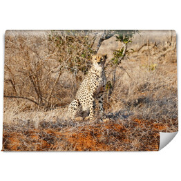 Fototapeta winylowa zmywalna Gepard wypatrujący zdobyczy