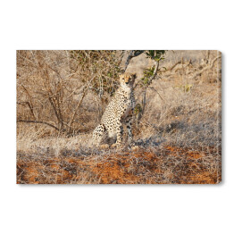 Obraz na płótnie Gepard wypatrujący zdobyczy