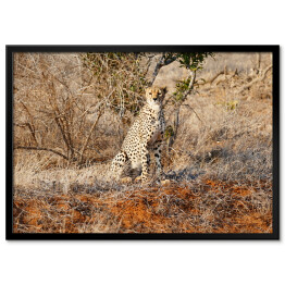 Plakat w ramie Gepard wypatrujący zdobyczy