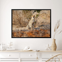 Obraz w ramie Gepard wypatrujący zdobyczy