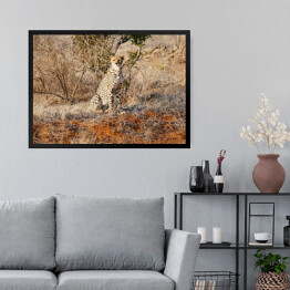 Obraz w ramie Gepard wypatrujący zdobyczy