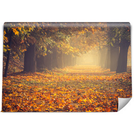 Fototapeta samoprzylepna Jesienna kolorowa drzewna aleja w parku w słoneczny dzień w Krakowie