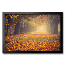 Obraz w ramie Jesienna kolorowa drzewna aleja w parku w słoneczny dzień w Krakowie
