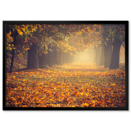 Plakat w ramie Jesienna kolorowa drzewna aleja w parku w słoneczny dzień w Krakowie