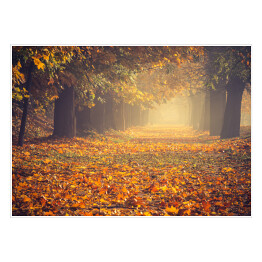 Plakat Jesienna kolorowa drzewna aleja w parku w słoneczny dzień w Krakowie